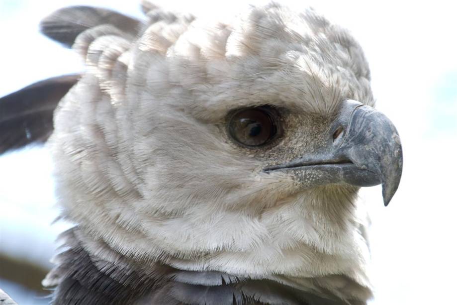 Harpia: é a maior de todas as águias. Recebe muitos nomes, como gavião-real, águia-real e denominações indígenas, como uiraçu e canoho Harpia: é a maior de todas as águias. Recebe muitos nomes, como gavião-real, águia-real e denominações indígenas, como uiraçu e canoho