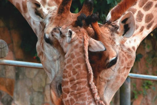 Girafas: São caracterizadas pelo enorme pescoço e capazes de utilizar a língua para limpar os olhos e as orelhas Girafas: São caracterizadas pelo enorme pescoço e capazes de utilizar a língua para limpar os olhos e as orelhas