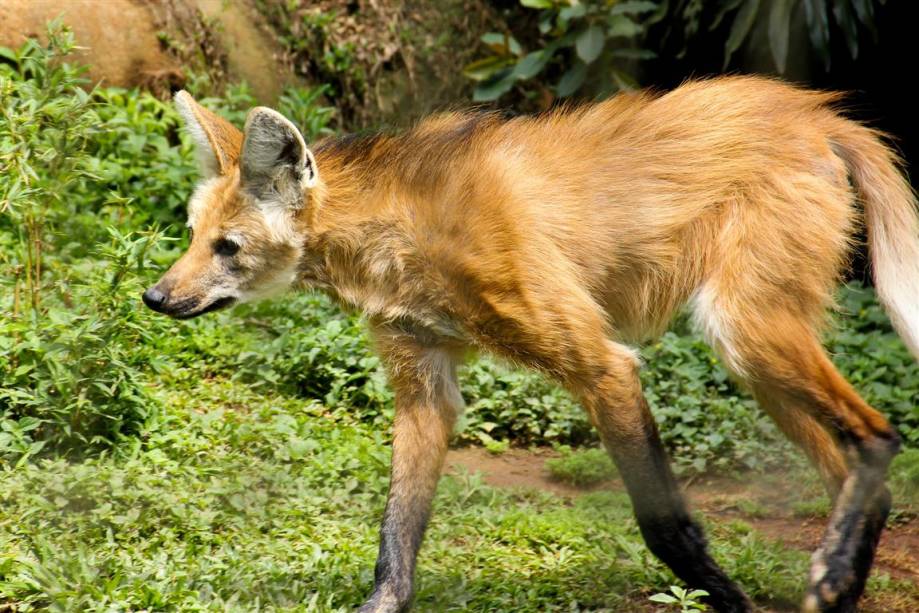 Lobo-guará: Ameaçado de extinção devido à destruição dos cerrados para plantações de soja e para pastos de gado Lobo-guará: Ameaçado de extinção devido à destruição dos cerrados para plantações de soja e para pastos de gado