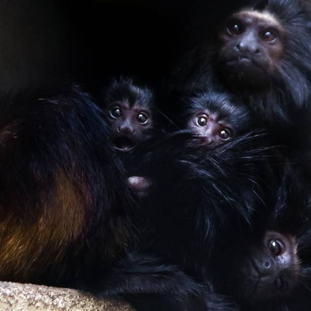 Mico-leão-preto: primata brasileiro encontrado apenas no estado de São Paulo. Mico-leão-preto: primata brasileiro encontrado apenas no estado de São Paulo.