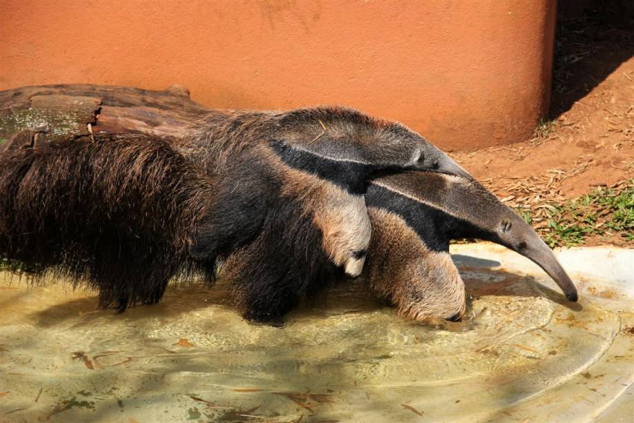 Tamanduá-bandeira: Em vida livre, está sempre sozinho, sendo encontrado em pares apenas em época de acasalamento ou fêmeas com filhotes Tamanduá-bandeira: Em vida livre, está sempre sozinho, sendo encontrado em pares apenas em época de acasalamento ou fêmeas com filhotes