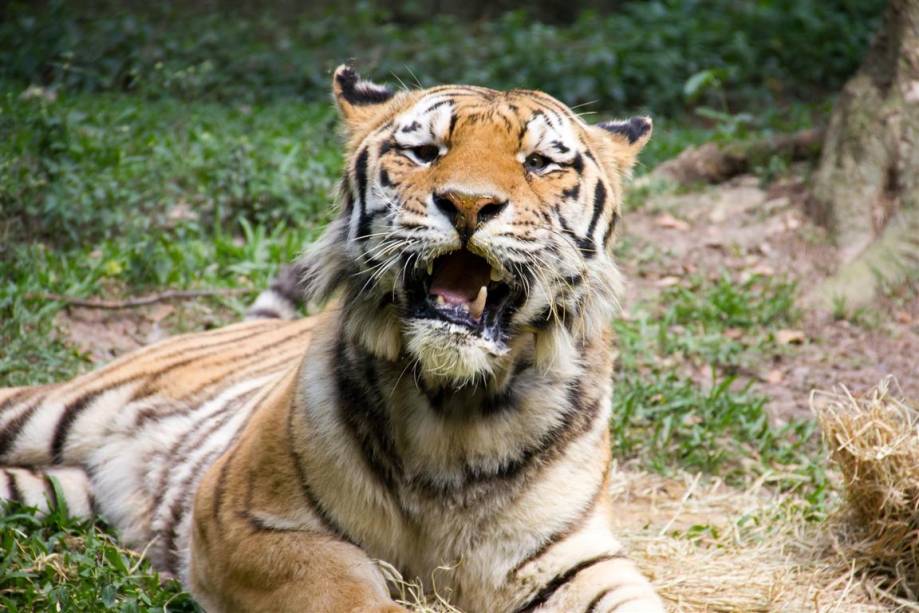 Tigre-siberiano: Já existiram nove espécies de tigres, mas três já estão extintas. As seis que sobrevivem estão ameaçadas. Tigre-siberiano: Já existiram nove espécies de tigres, mas três já estão extintas. As seis que sobrevivem estão ameaçadas.