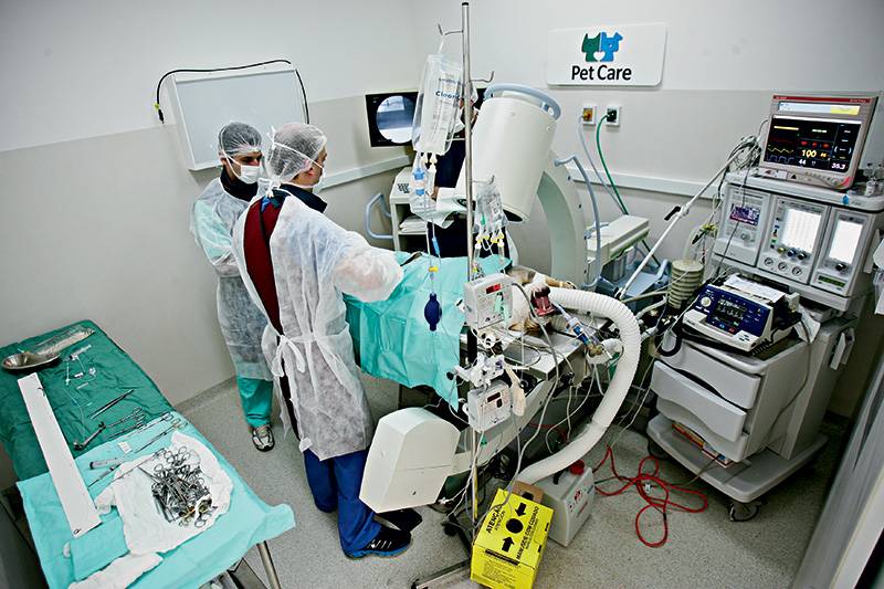 Veterinários investem em aparelhos e exames de alta tecnologia