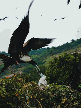Alcatrazes: a nossa Fernando de Noronha
