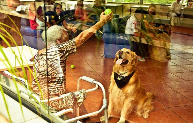 O golden retriever Jorge em visita a Morada S&atilde;o Jo&atilde;o, um abrigo para idosos no centro