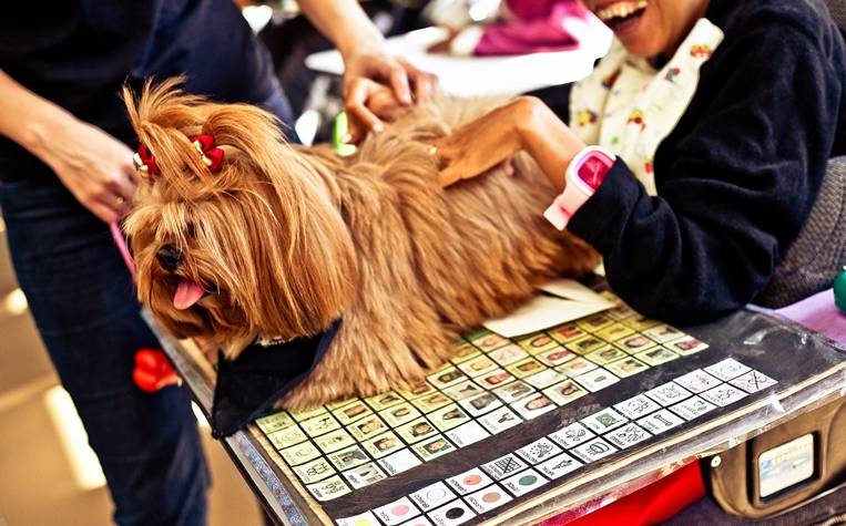 A lhasa apso Lisa tamb&eacute;m acompanha pacientes da Fraternidade Irm&atilde; Clara