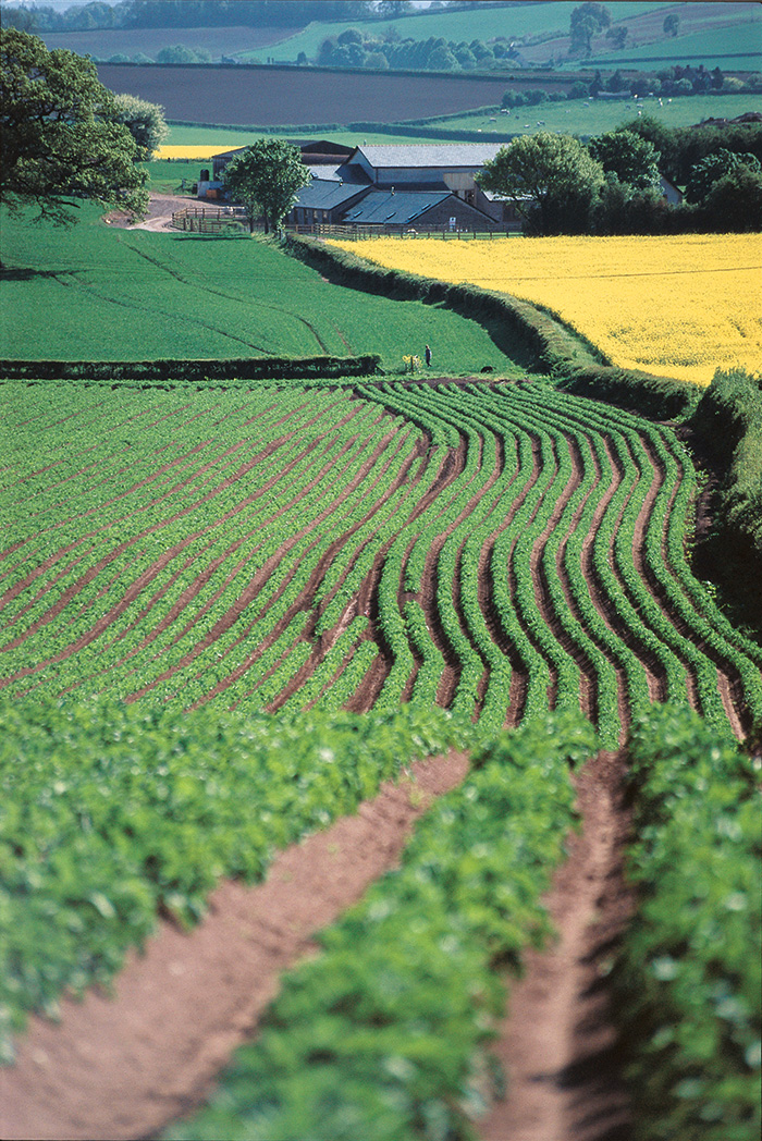 Ao vencedor, as batatas premium