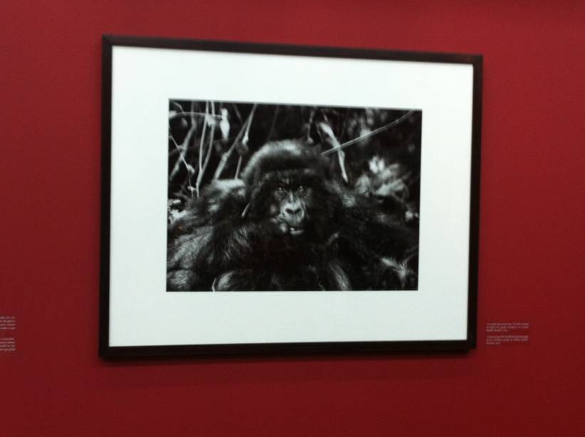 Quando fotografou um gorila-das-montanhas, do grupo Amahoro, no monte Bisoke, em Ruanda, Salgado ficou impressionado com a rea&ccedil;&atilde;o do animal: "Para se aproximar da esp&eacute;cie, voc&ecirc; precisa se curvar e oferecer a sua nuca, que &eacute; onde ela ataca quando se sente amea&ccedil;ada. Depois que fiz isso, o animal chegou perto e viu a pr&oacute;pria imagem refletida na lente da c&acirc;mera. Como forma de se identificar, ele ficava colocando e tirando a m&atilde;o da boca. Foi uma emo&ccedil;&atilde;o extrema"