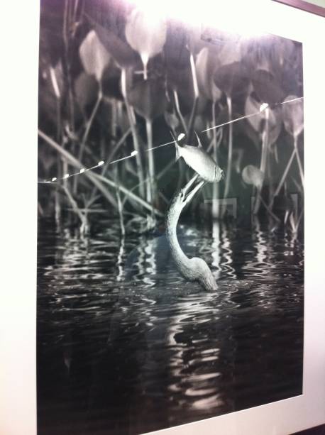 Imagem tirada no norte do Pantanal, no Mato Grosso do Sul: "A biguatinga &eacute; uma grande ave aqu&aacute;tica e tinha acabado de pescar um lambari. Consegui captar o exato momento. Foi muita sorte"
