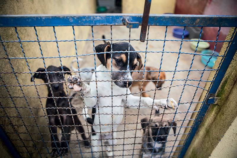 Nova série de livros traz dicas de como tratar os cães