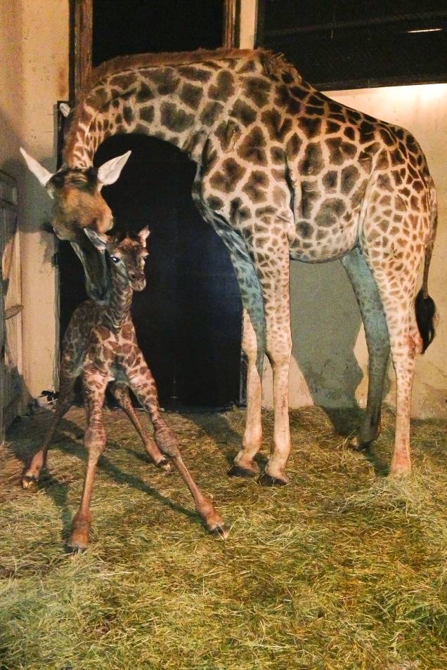 O primeiro nascimento de girafa no Zoológico de São Paulo aconteceu em 1977 O primeiro nascimento de girafa no Zoológico de São Paulo aconteceu em 1977