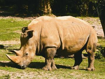 Zoológico e filmes se misturam no Animal Kingdom