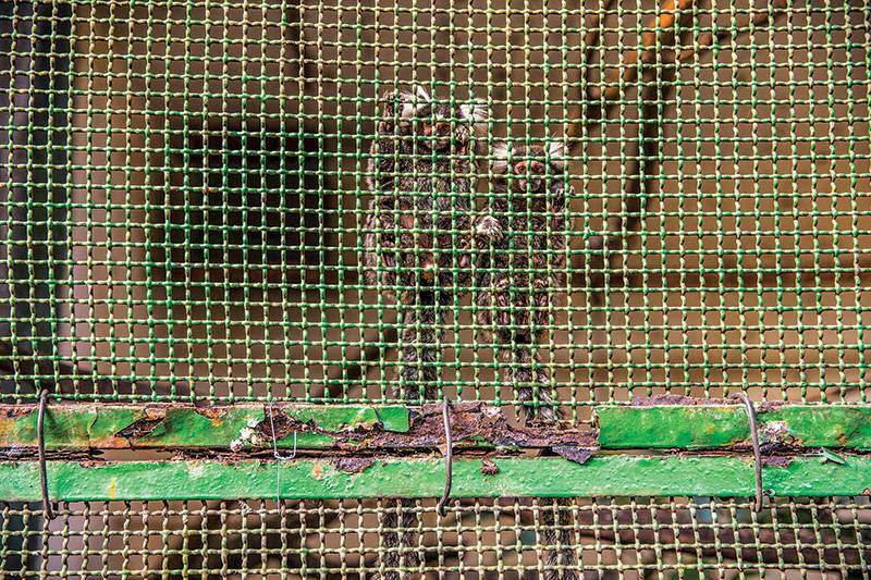 Zoológico de Taboão da Serra enfrenta crise
