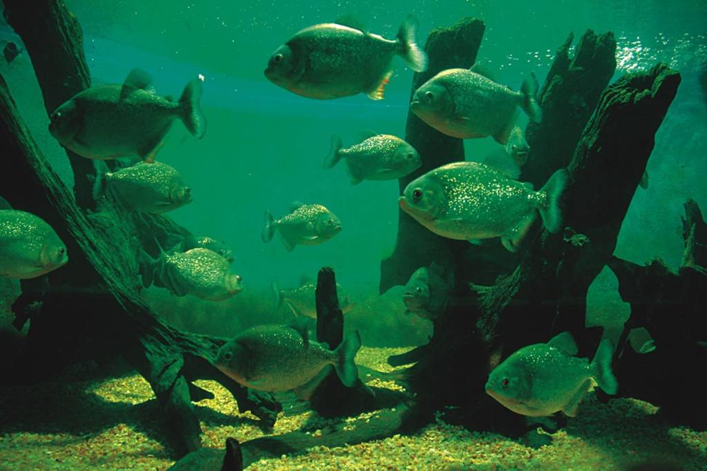 Um tour pela Baixada Santista