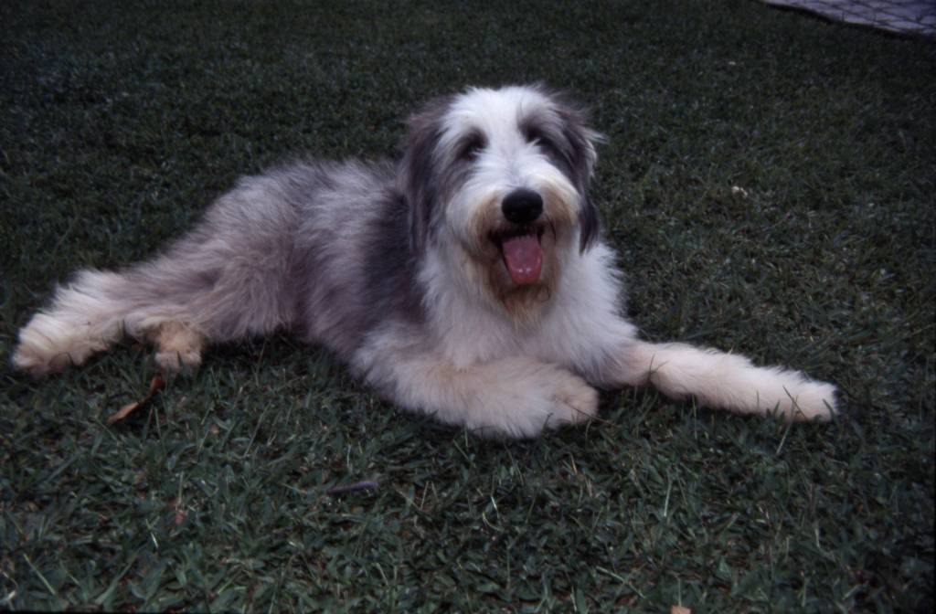 Saiba qual é o cachorro ideal para você