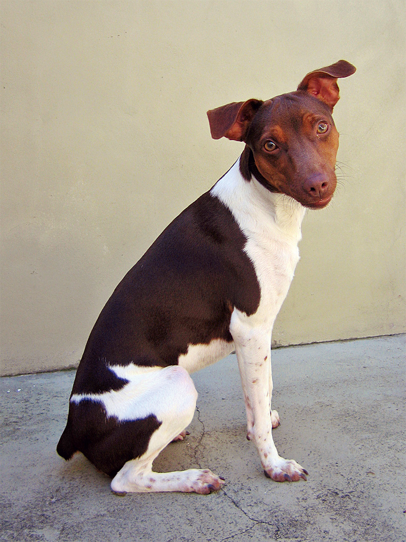 Página no Facebook ajuda a promover reencontro de donos e animais