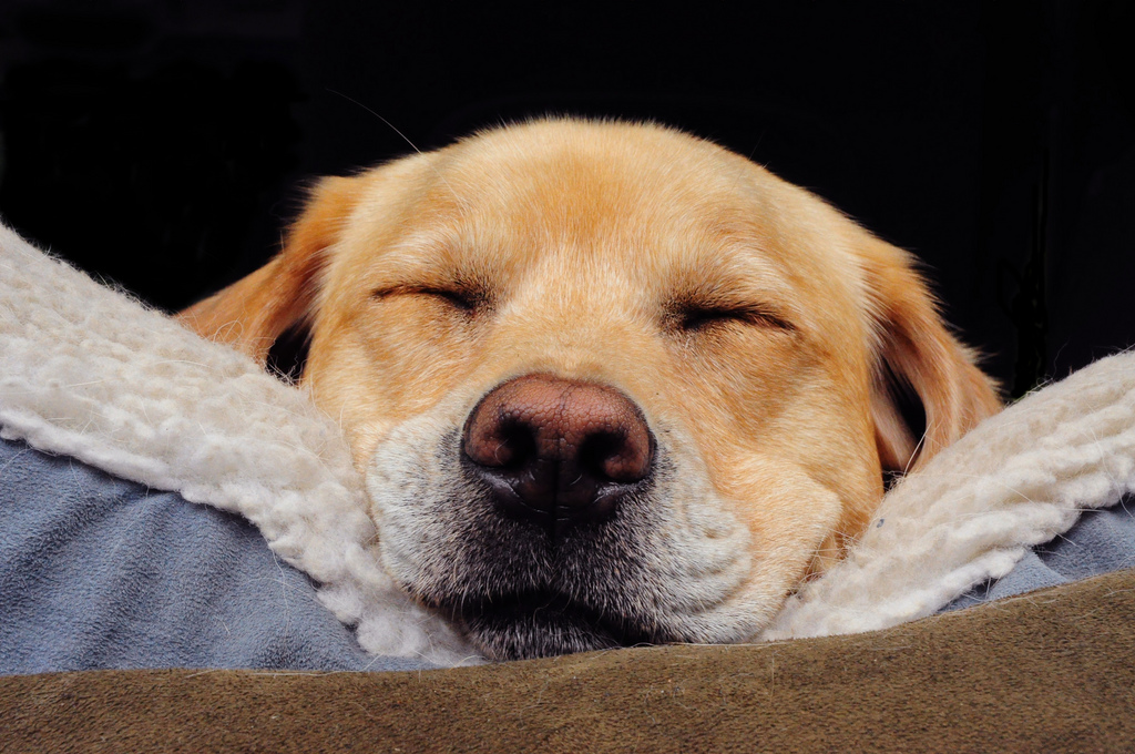 Amigo fiel: estudo mostra que cães preferem afeto do que comida