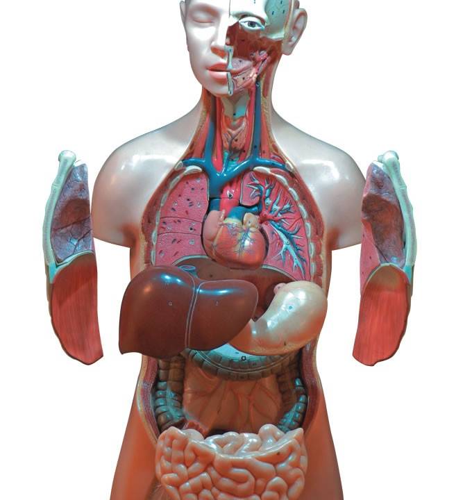 Sala Corpo Humano - Museu Catavento Cultural - 2251