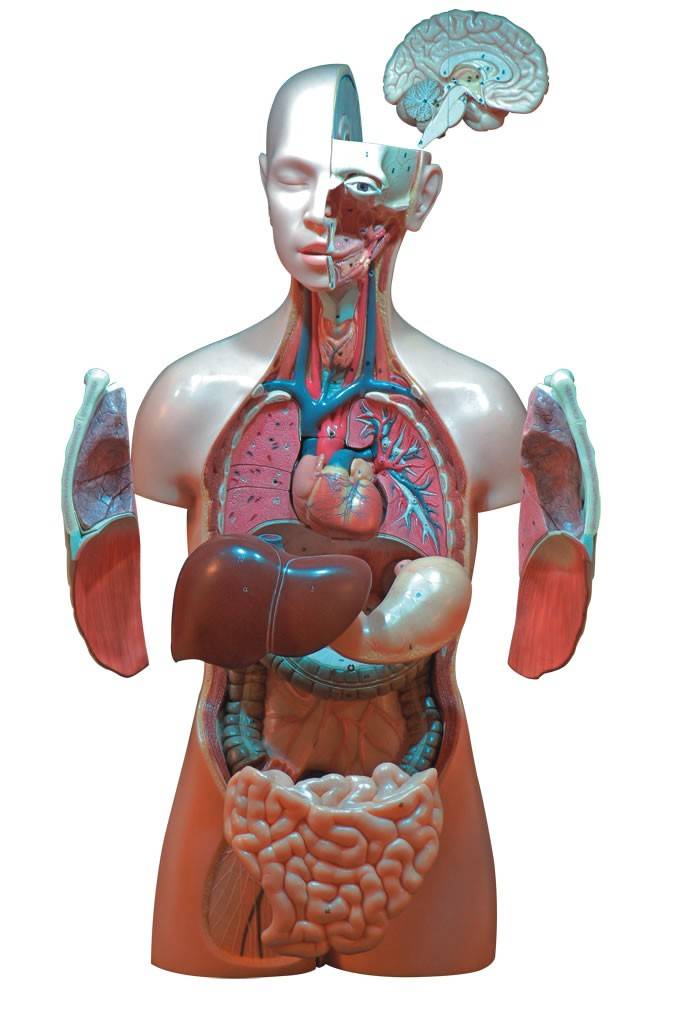 Mostra do Catavento explica como funciona o corpo humano