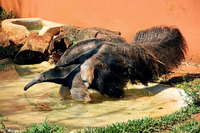 Em perigo no zoo: bichos ameaçados de extinção