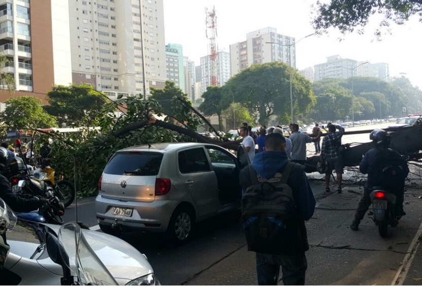 Árvore cai na 23 de Maio e fere duas pessoas