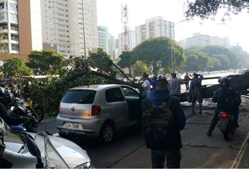 Árvore cai na 23 de Maio e fere duas pessoas