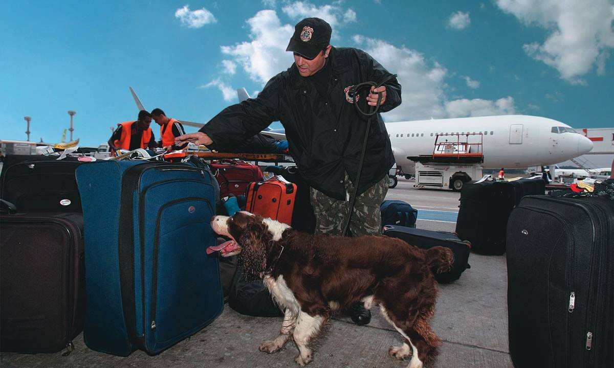 Cocker Jaffar - cachorro 2229