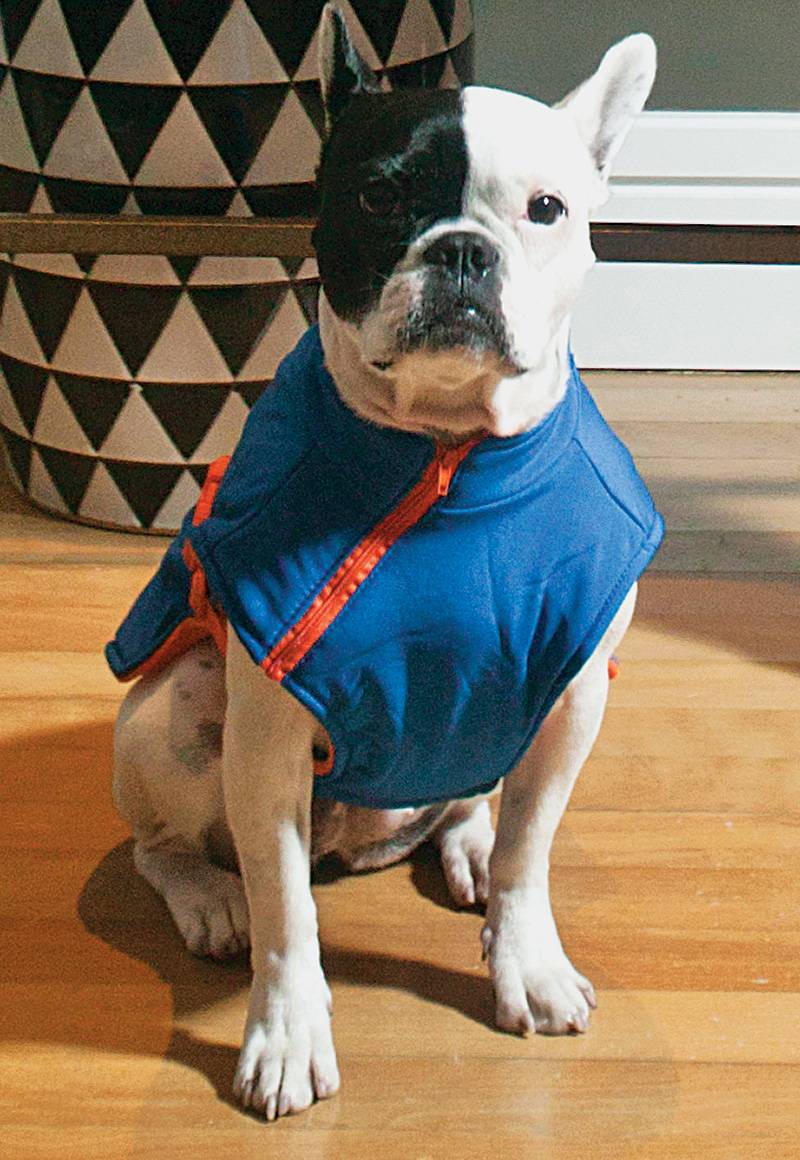 Lojas apostam em roupas, acessórios e brinquedos moderninhos para pets