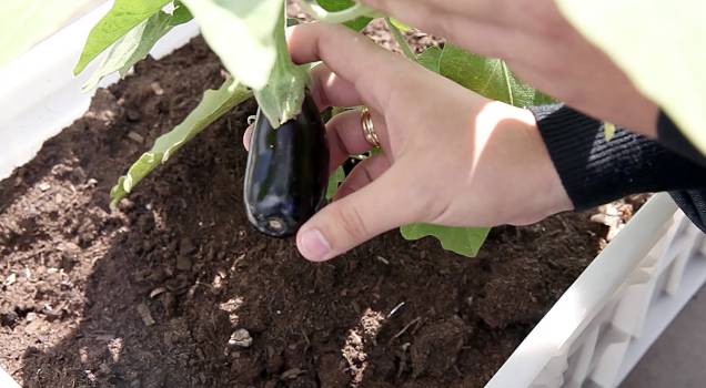 Berinjela da horta que fica no teto do Shopping Eldorado Berinjela da horta que fica no teto do Shopping Eldorado