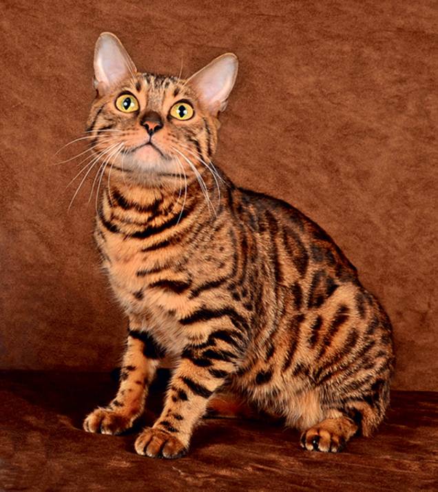Bengal: aparência tigrada Bengal: aparência tigrada