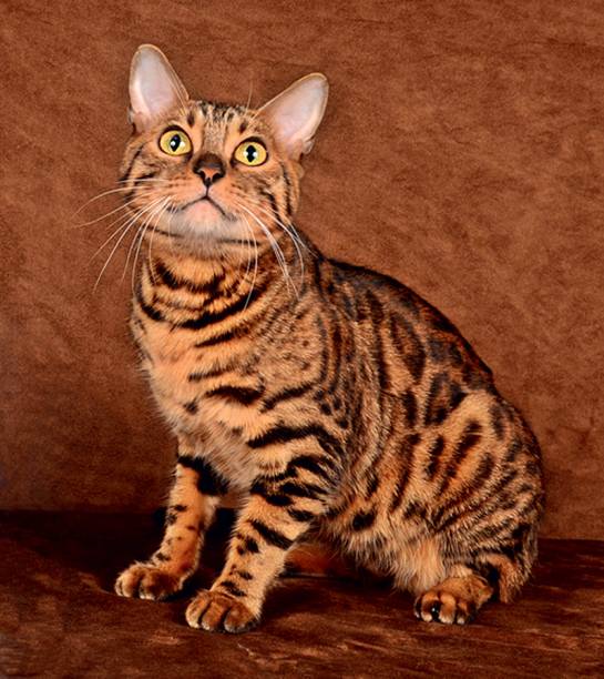 Bengal: aparência tigrada Bengal: aparência tigrada