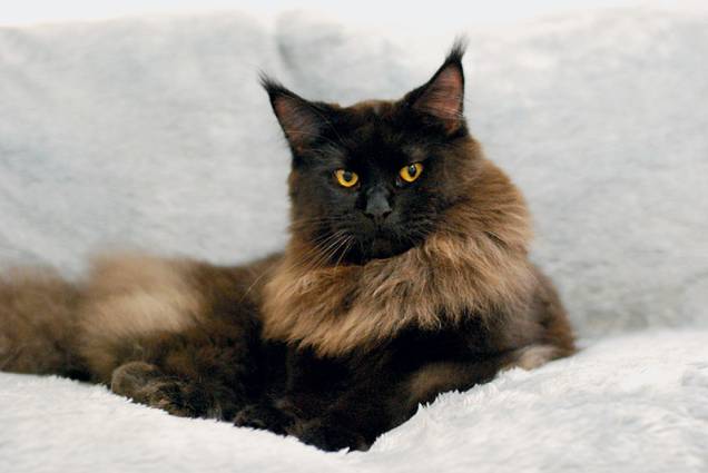 Maine coon: ele chega a 1,1 metro de comprimento Maine coon: ele chega a 1,1 metro de comprimento
