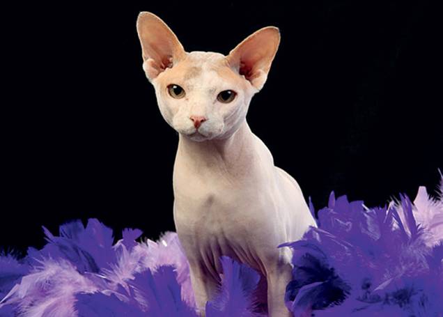 Sphynx: sem pelos Sphynx: sem pelos