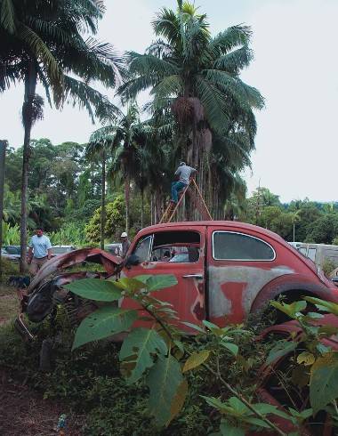 Superlotados, pátios com carros apreendidos viram problema ambiental