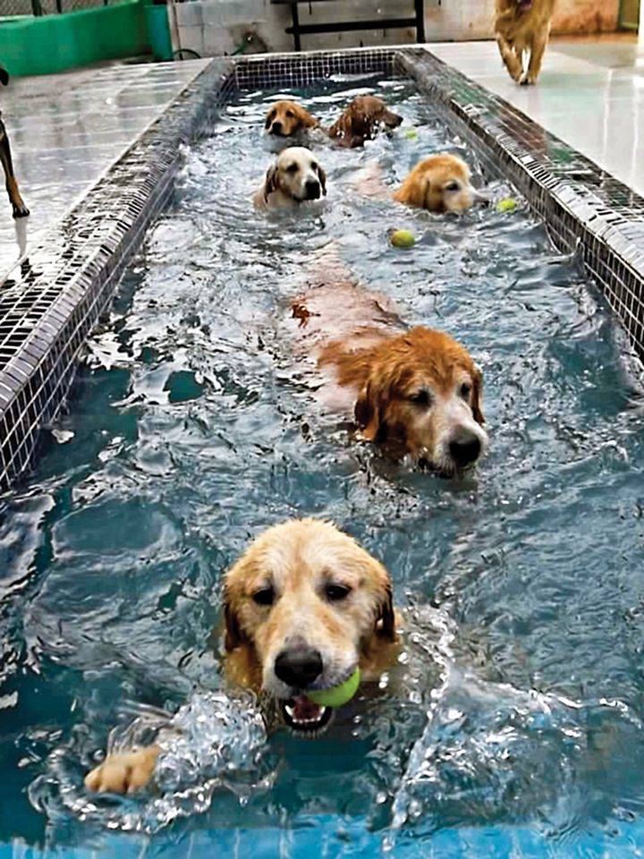Creches para cães cobram mensalidades de até 1.400 reais