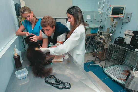 Hospital Veterinário Sena Madureira: vida animal por um fio