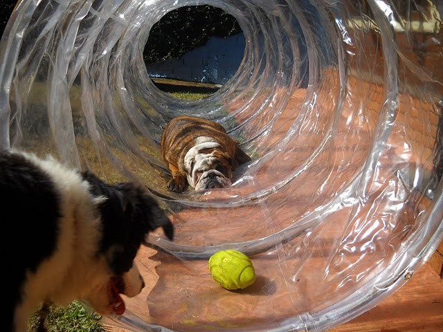 Pets: veja creches que hospedam seu bichinho de estimação