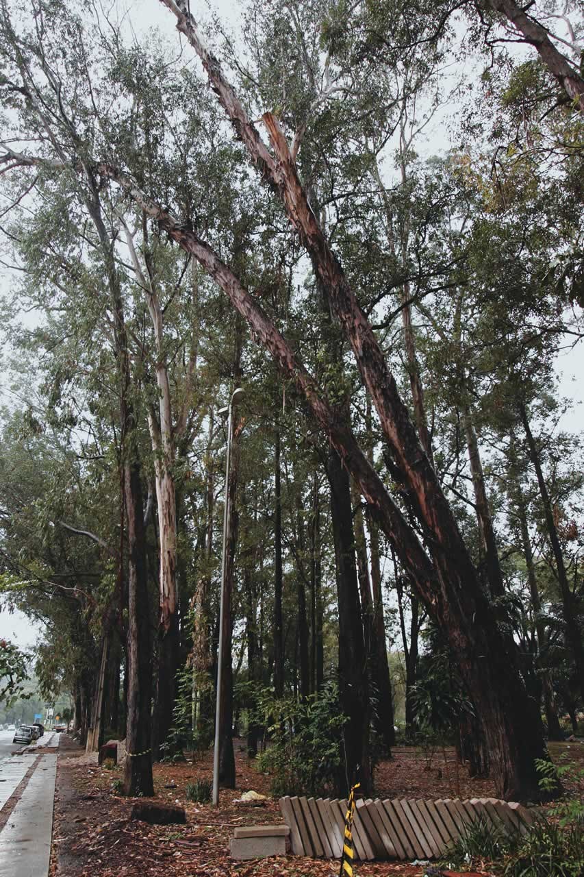 Remoção de eucaliptos em praça de Moema vira motivo de discórdia