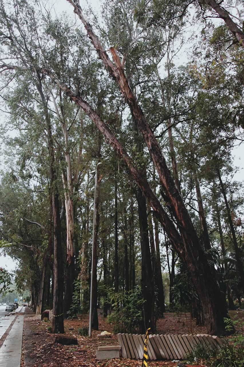 Remoção de eucaliptos em praça de Moema vira motivo de discórdia
