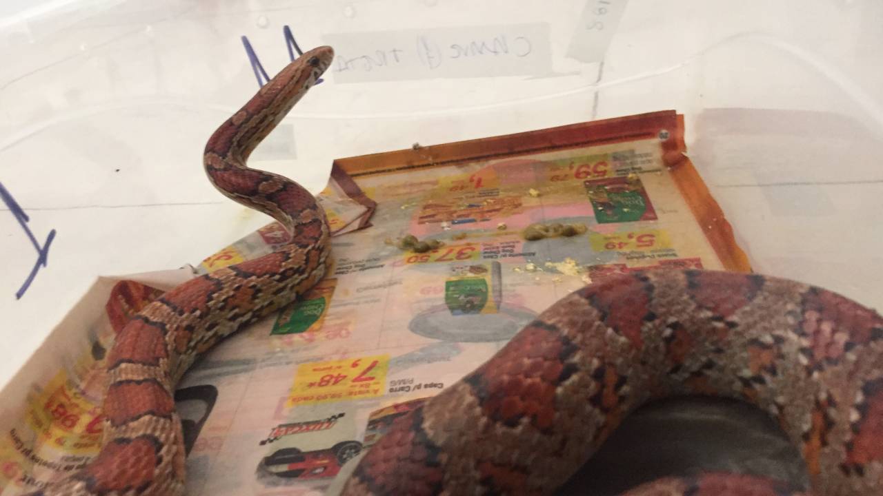 Cobra apreendida