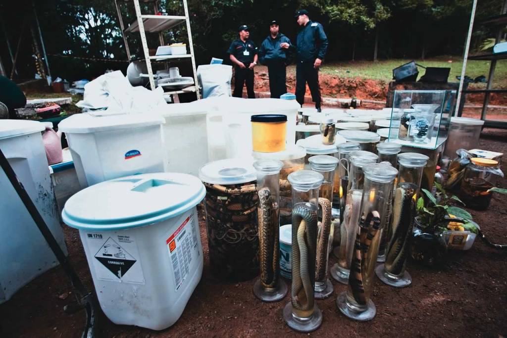 Incêndio no Instituto Butantan devasta coleção reunida desde 1908