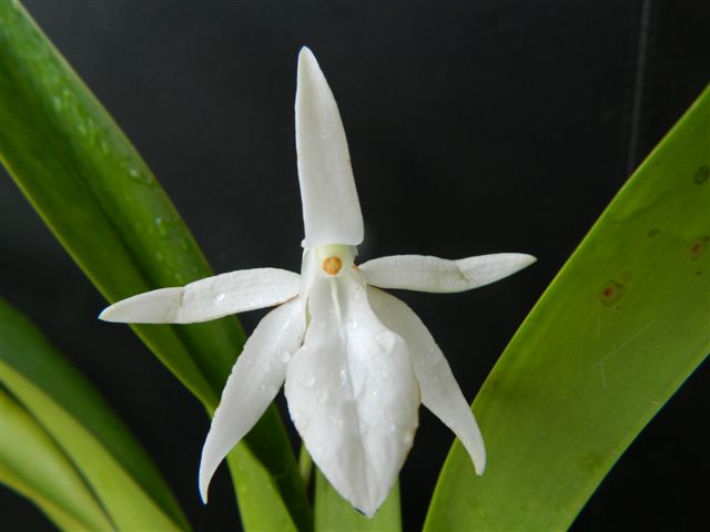 A espécie Jummelea segitata A espécie Jummelea segitata