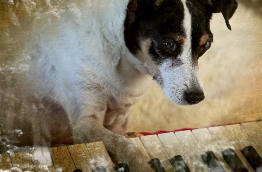 Cora&ccedil;&atilde;o de Cachorro