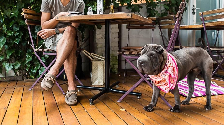 Doze endereços onde o seu pet é mais que bem-vindo