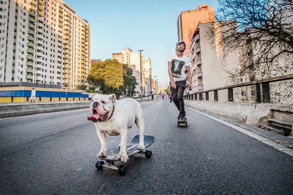 Buldogue skatista é a sensação do Minhocão – e da internet