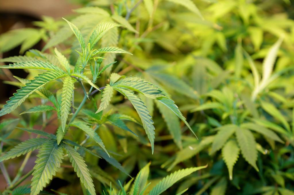 Vinte mil pés de maconha são encontrados em Campos do Jordão