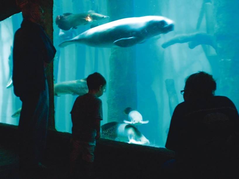 O tanque do peixe-boi: ameaçado de extinção