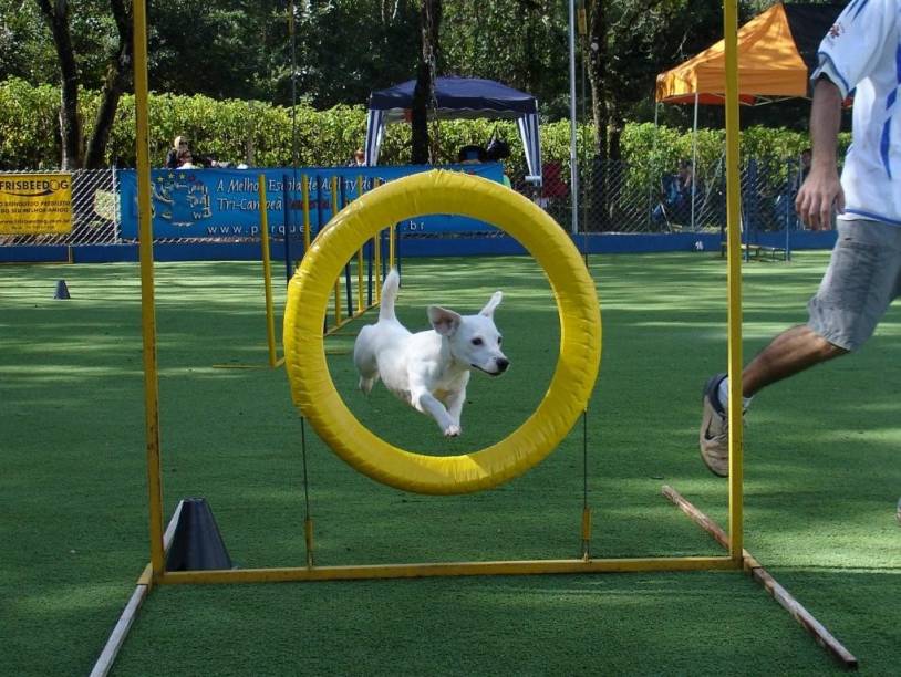 Na Cão Bala Agility os cãezinhos de exercitam em meio a 20 obstáculos Na Cão Bala Agility os cãezinhos de exercitam em meio a 20 obstáculos