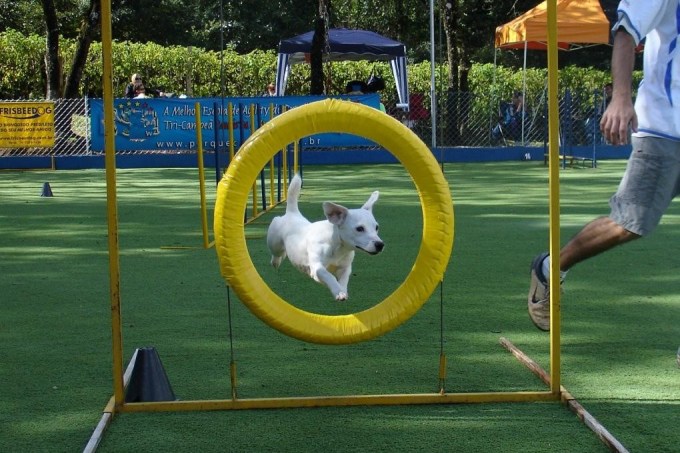 Cão Bala Agility – academia para cães