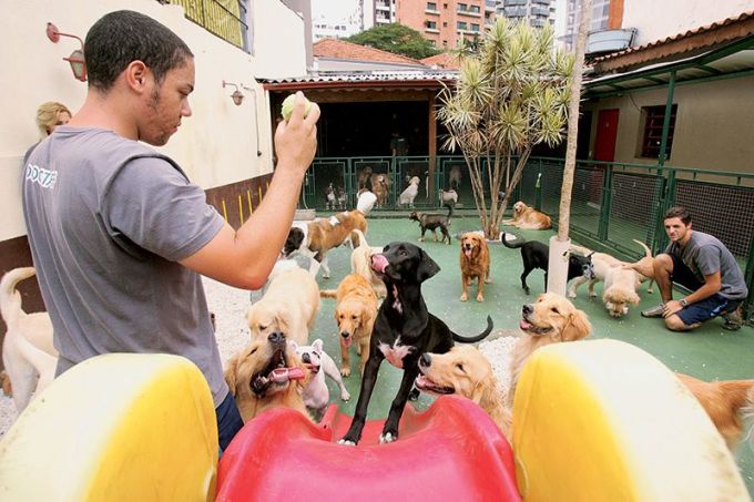 Dog’s Ville – 2308